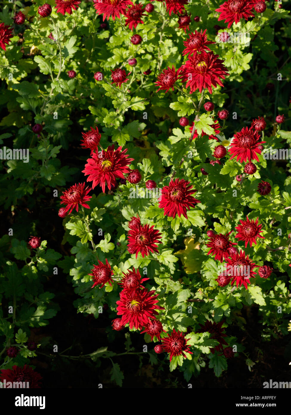 Chrysanthemum (Chrysanthemum indicum 'Fellbacher Wein') Stock Photo