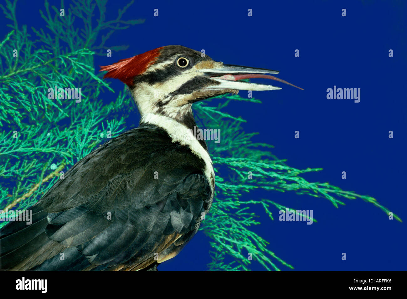 Woodpecker tongue hi-res stock photography and images - Alamy