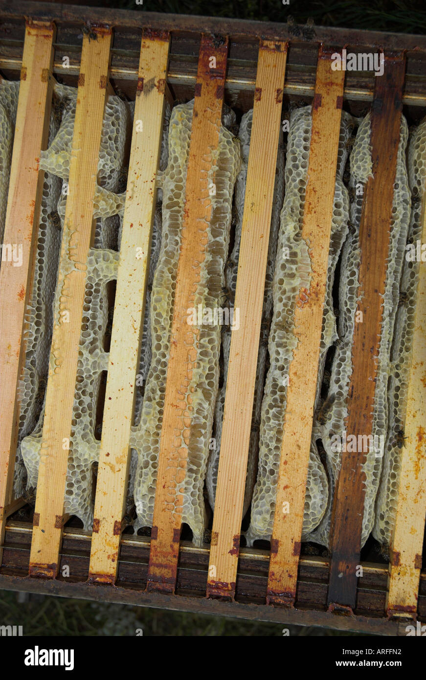 Bee Keeping. honeycomb bikage. Bienenwabe. Biene Halten. Honig.  panal.  rayon de miel. Stock Photo