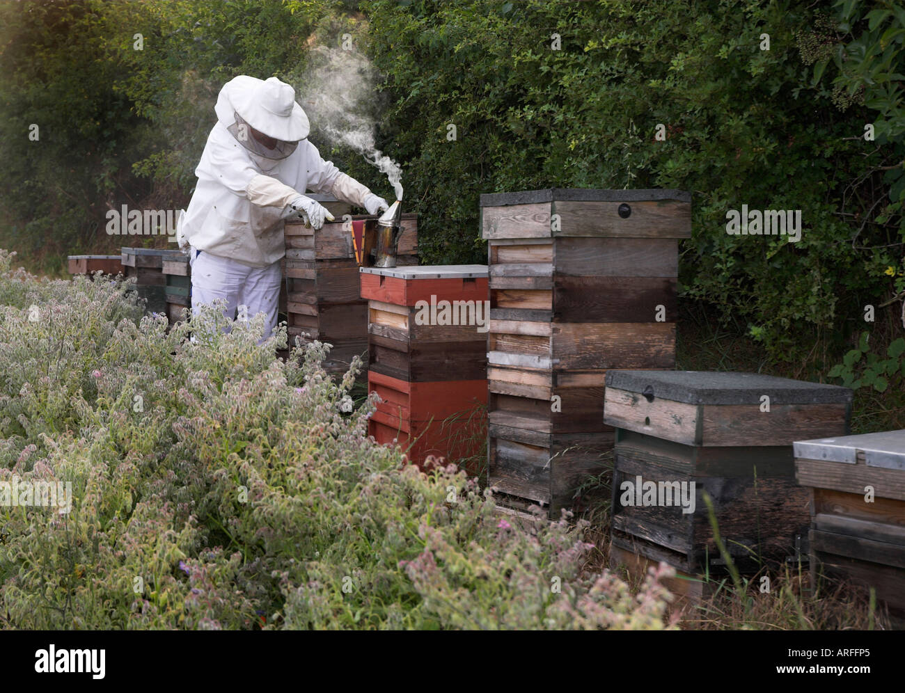 Bee Keeping. Biene Halten. Honig. Stock Photo