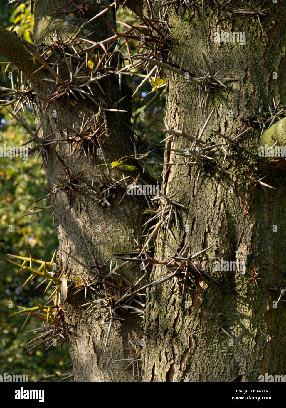 American honey locust (Gleditsia triacanthos) Stock Photo