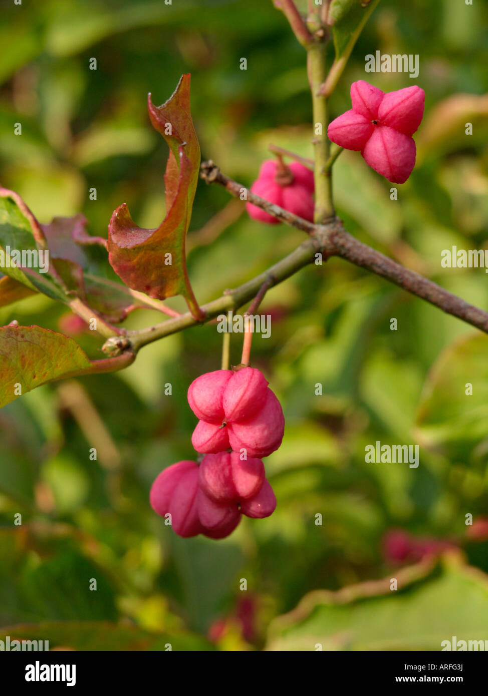 Spindle tree (Euonymus hamiltonianus Stock Photo Alamy