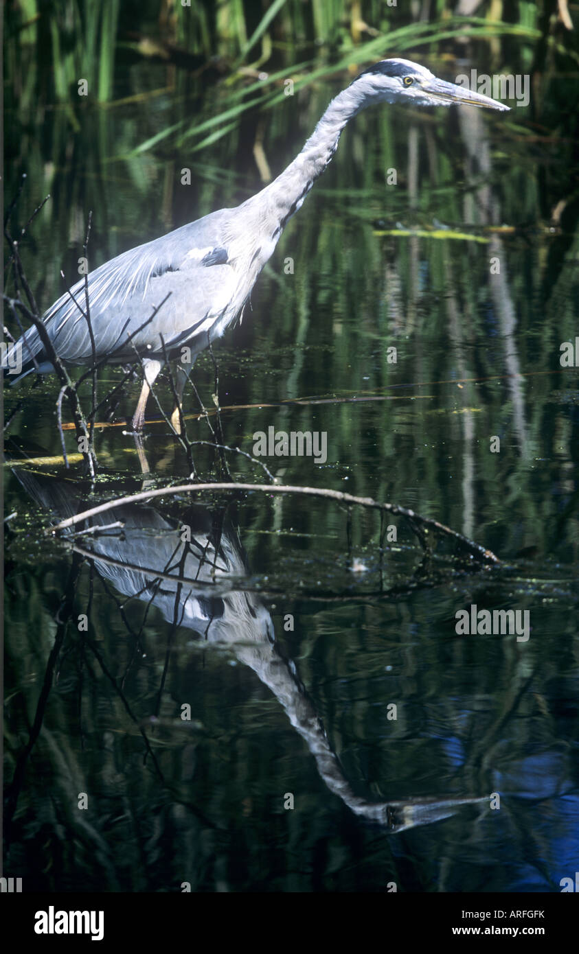 Grey Heron and reflection Stock Photo