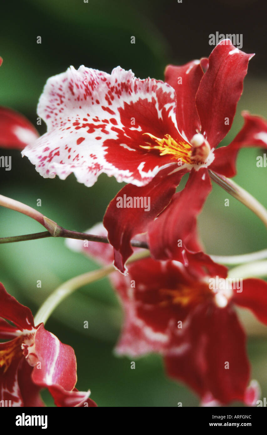Vuylstekeara (Vuylstekeara Cambria Plush), flowers Stock Photo Alamy