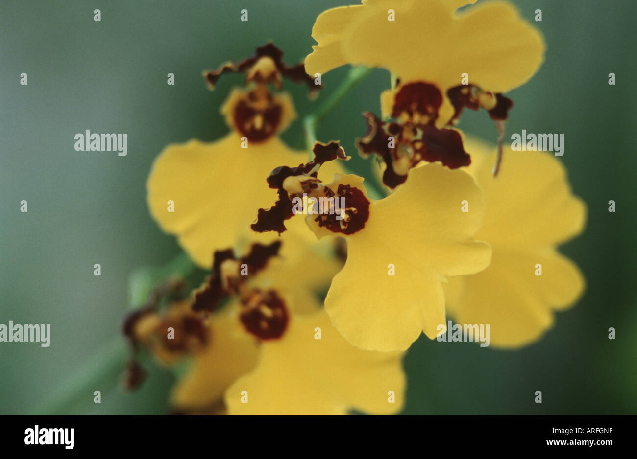 Oncidium insigne (Oncidium insigne), flowers Stock Photo