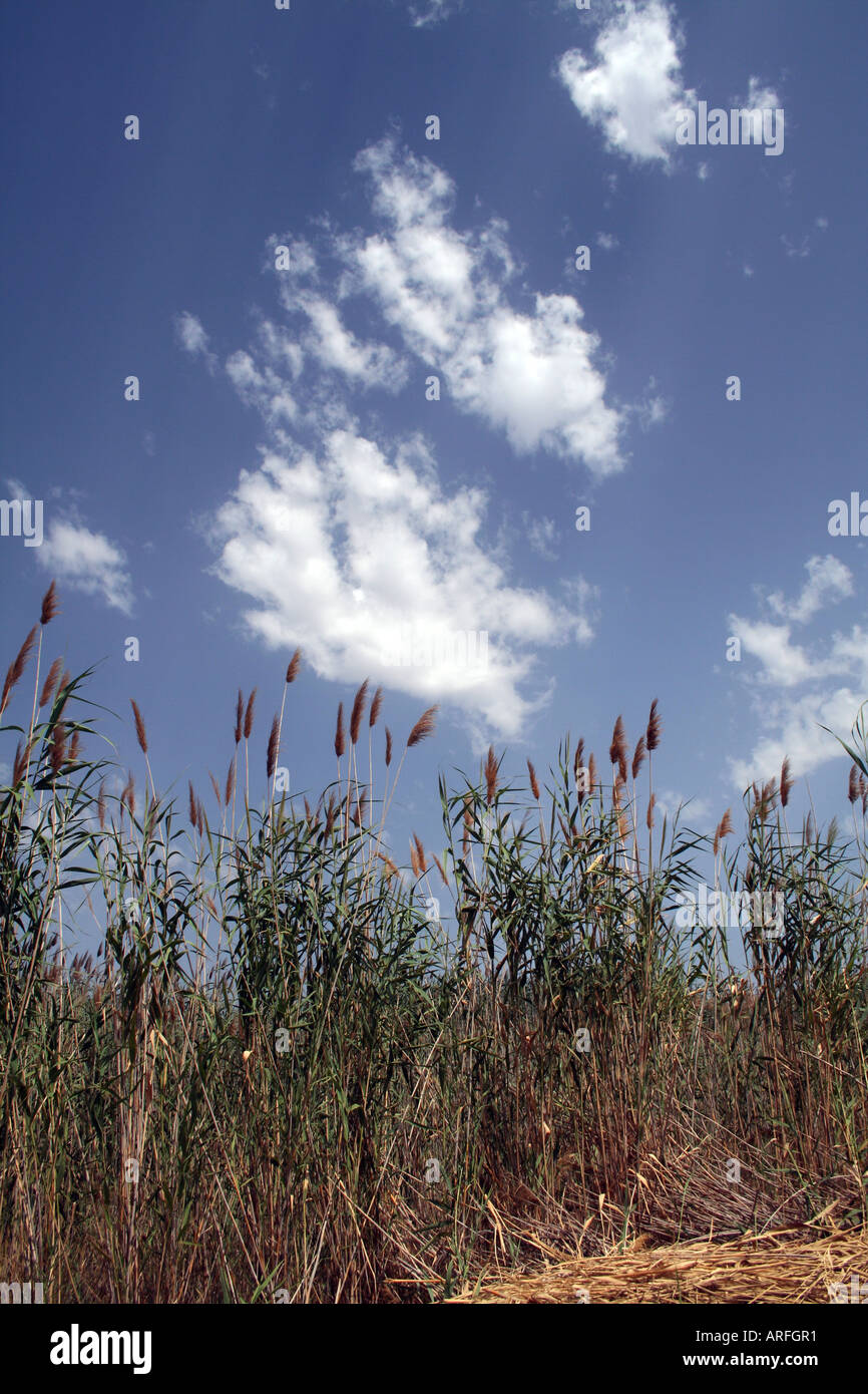 Canne blu hi-res stock photography and images - Alamy