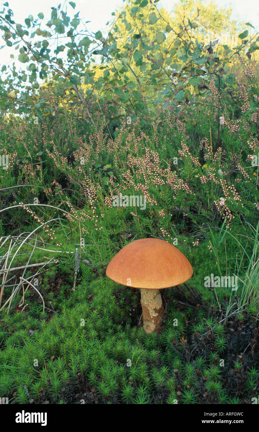 Leccinum aurantiacum (orange scaber-stalk), single fruiting body between moss, Germany, Eifel Stock Photo