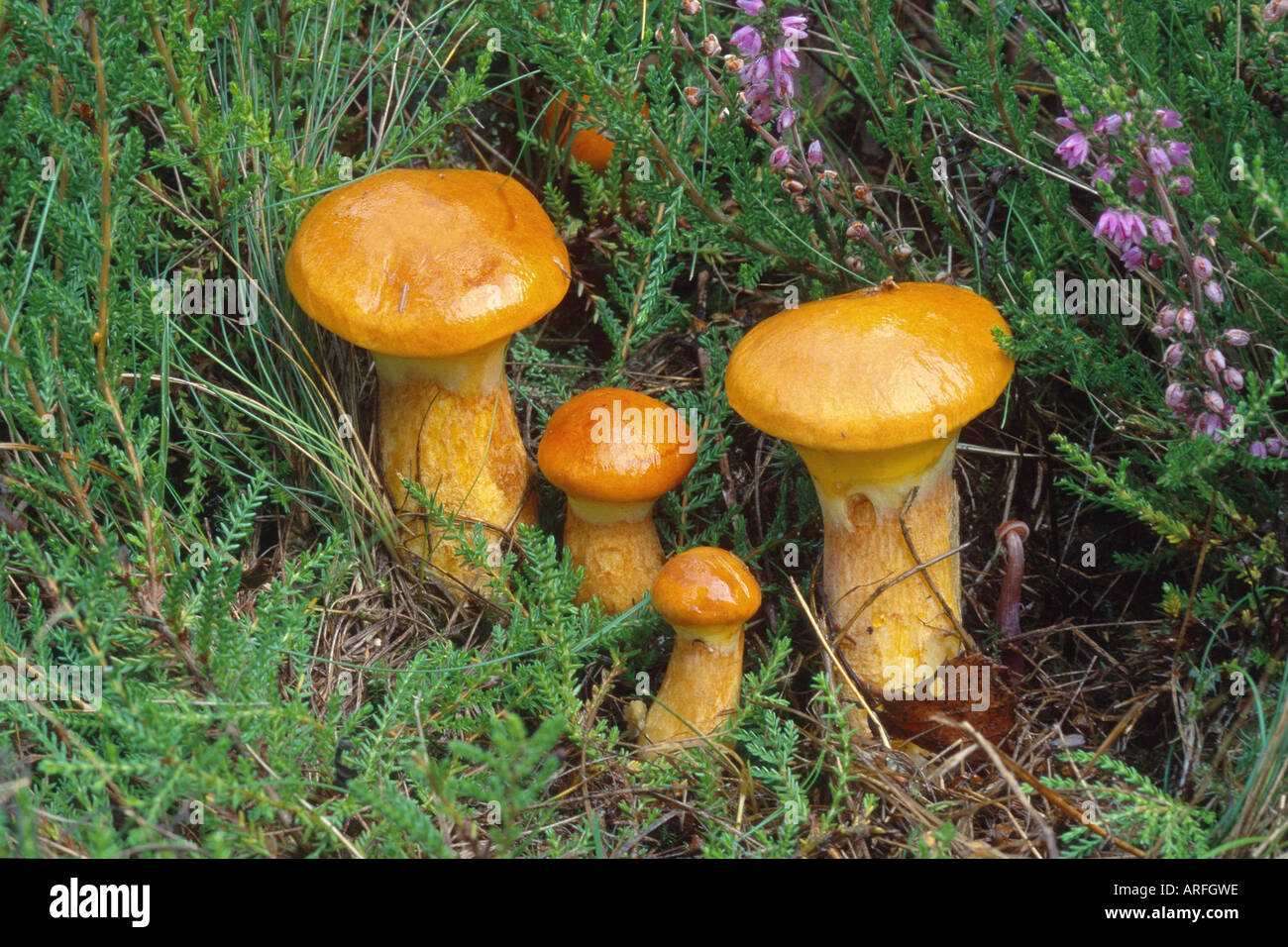 larch bolete (Suillus grevillei), four fruiting bodies on the ground, Germany, Eifel Stock Photo