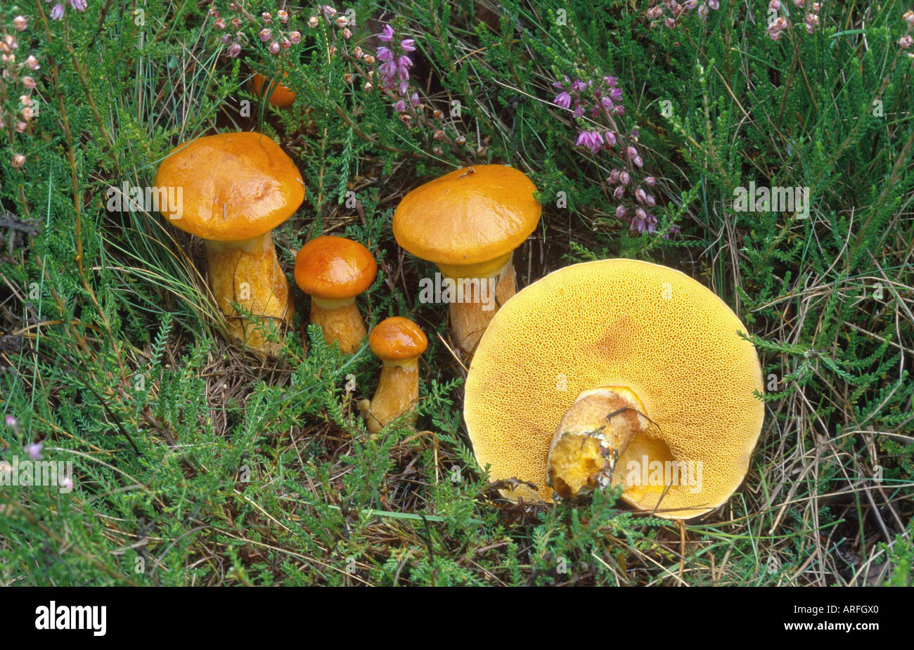 larch bolete (Suillus grevillei), five fruiting bodies on the ground, Germany, Eifel Stock Photo