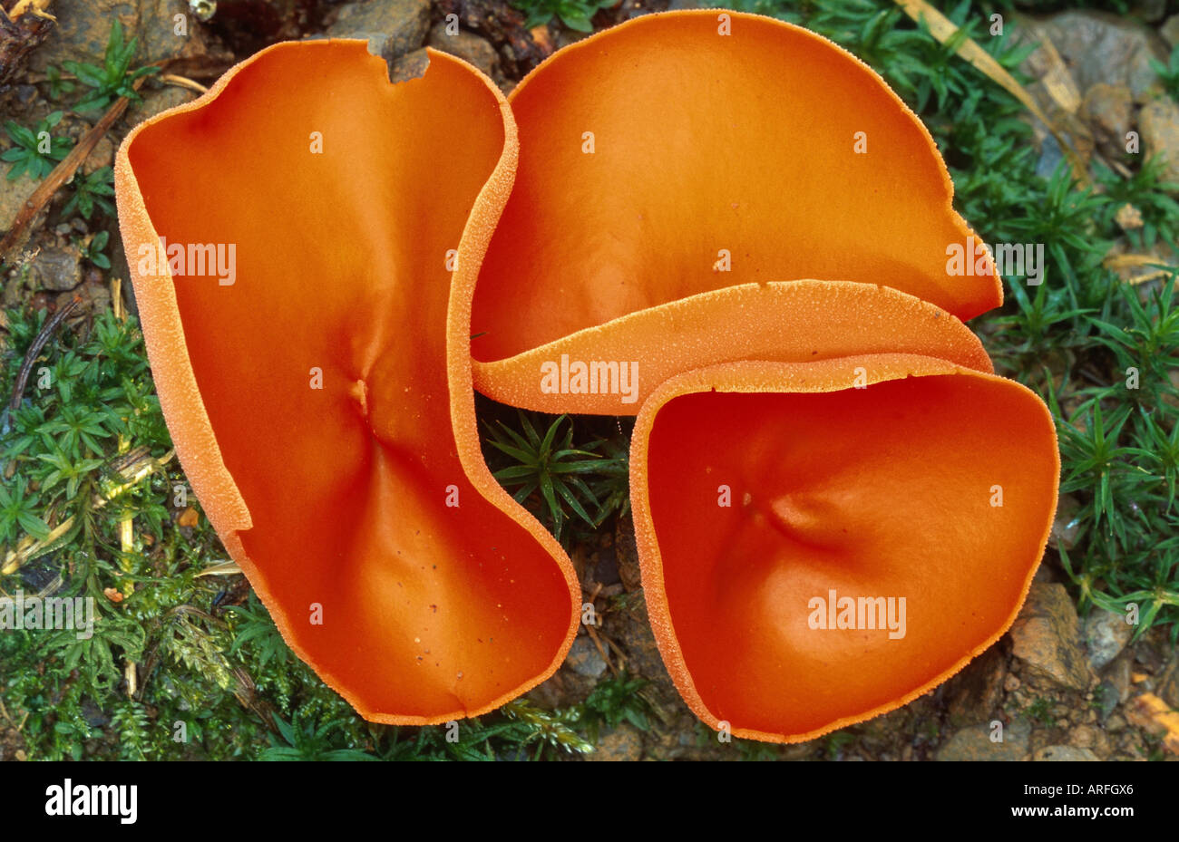 orange peel fungus (Aleuria aurantia), three fruiting bodies, Germany, Eifel Stock Photo