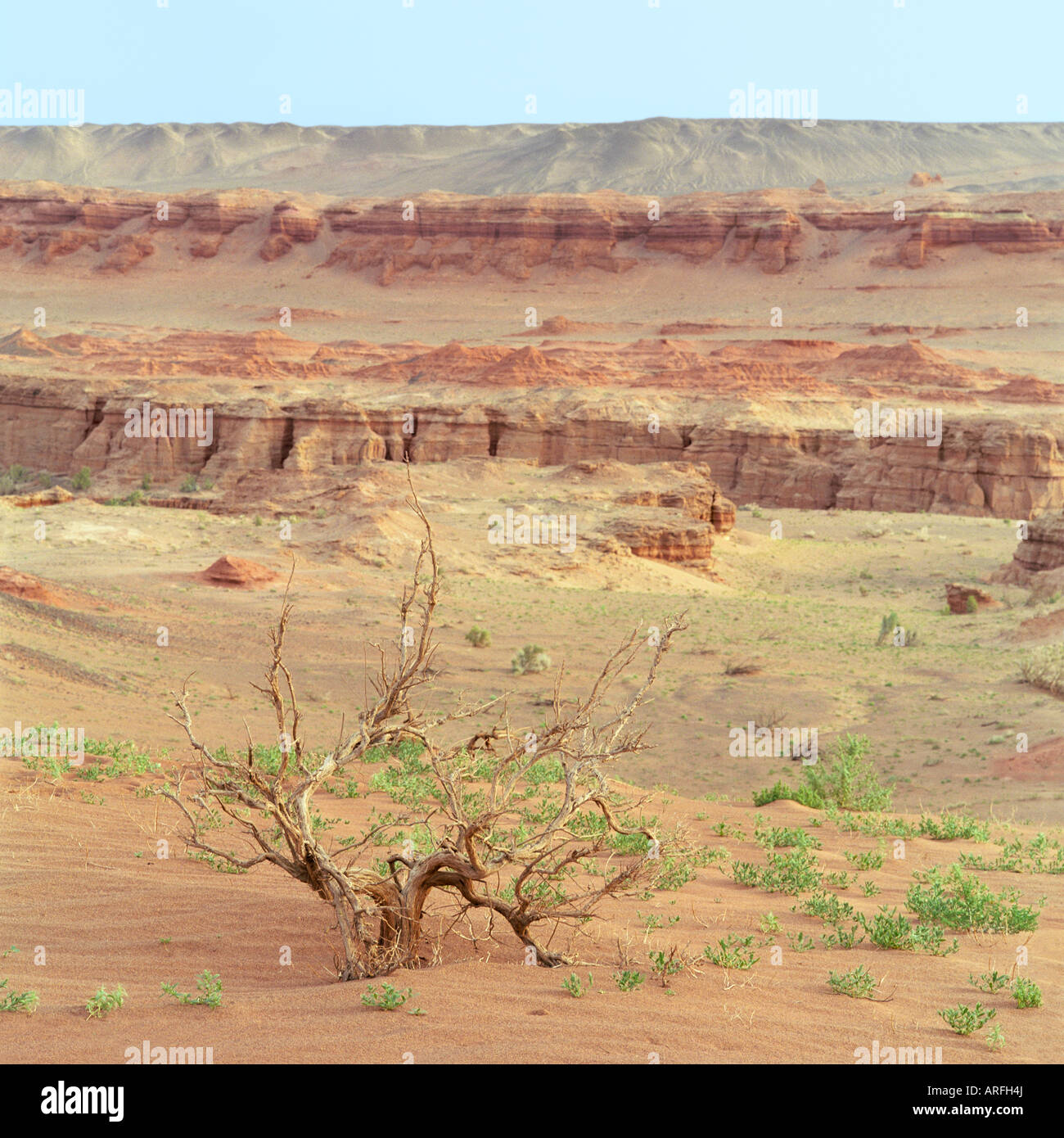 Dried bush of Saxaul and erosion formations of brown sedimentary minerals. Khermen Tsav, South Gobi desert, Mongolia Stock Photo