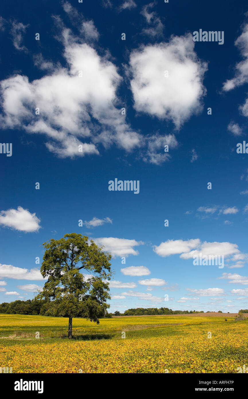 A farm field with a tree with a blue sky and white clouds Stock Photo ...