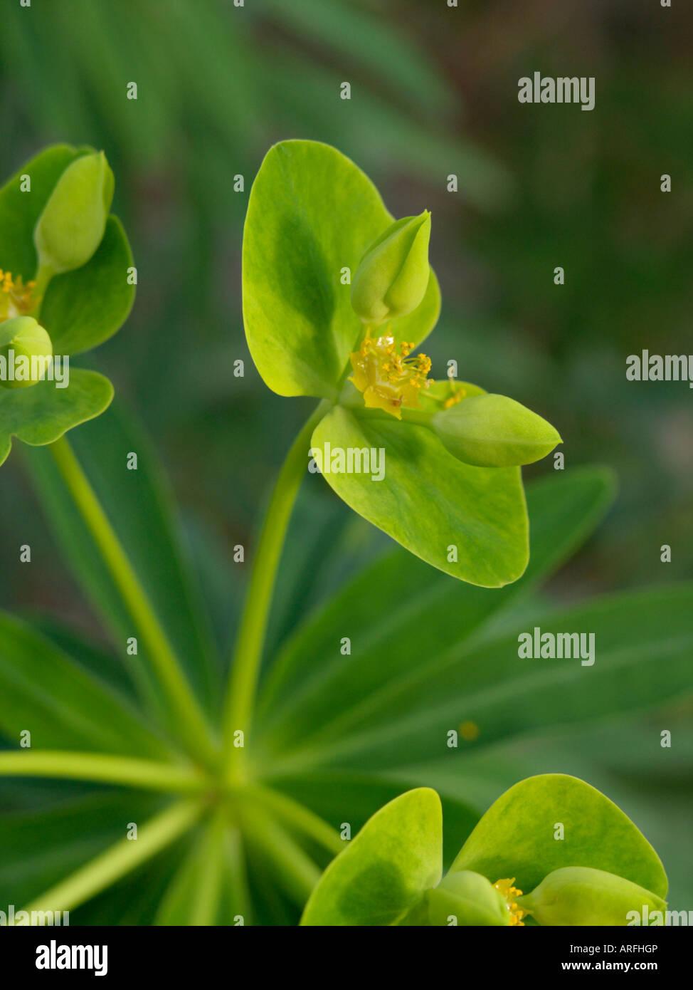Woody spurge (Euphorbia dendroides) Stock Photo