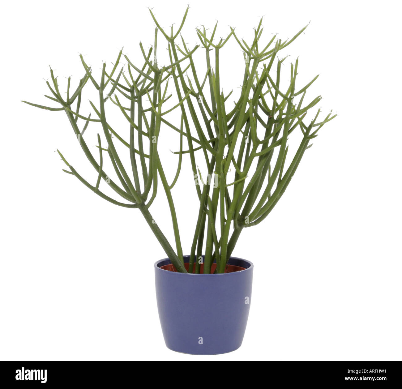 Pencil Tree (Euphorbia tirucalli), potted plant Stock Photo Alamy