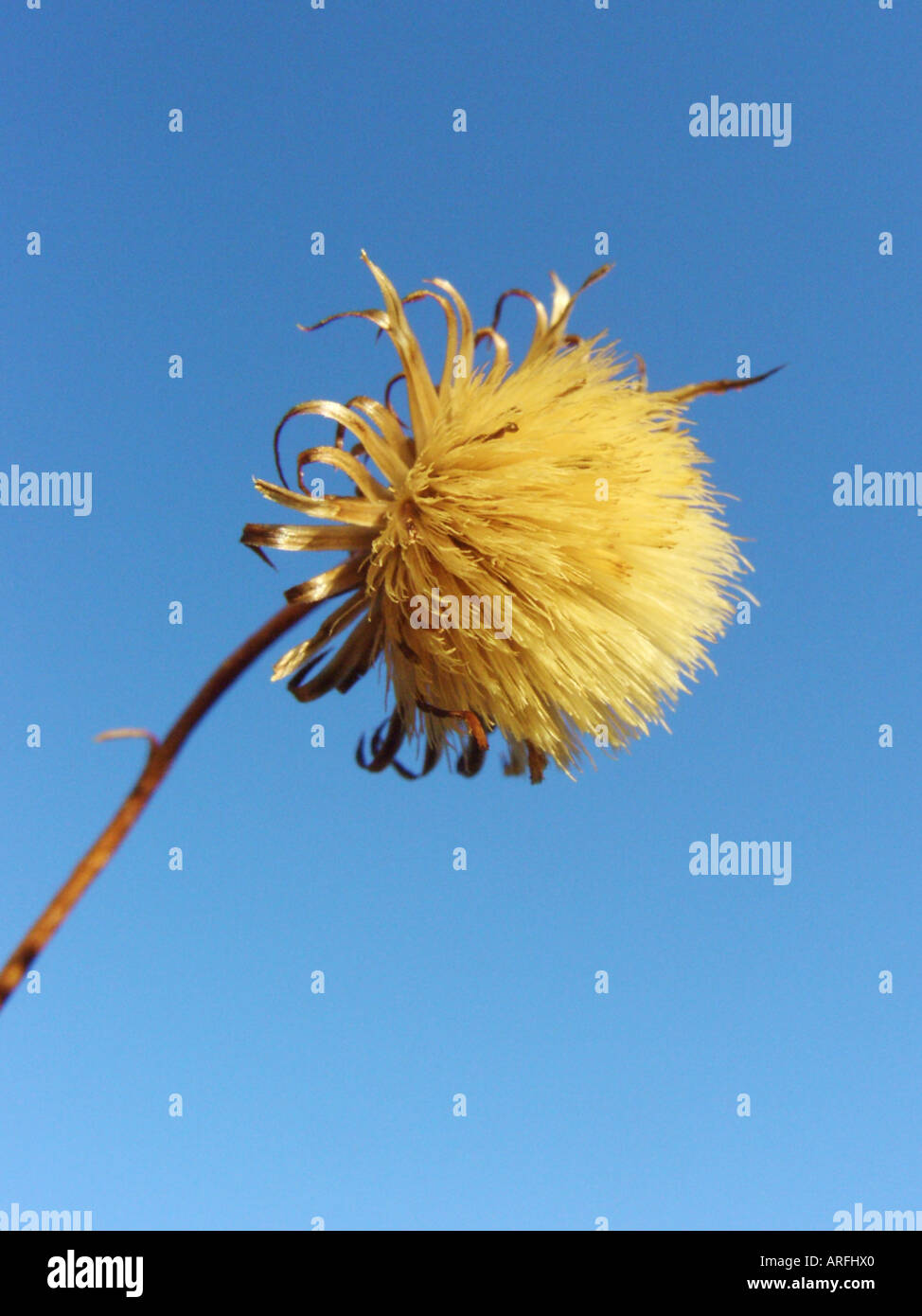Haplopappus (Haplopappus glutinosus, Haplopappus coronopifolius), wild form, infrutescence against blue sky Stock Photo