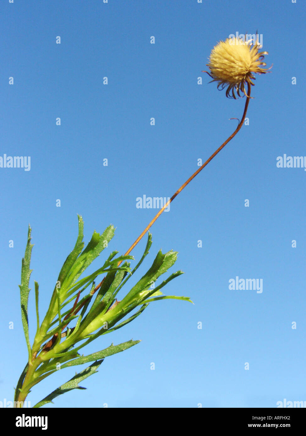 Haplopappus (Haplopappus glutinosus, Haplopappus coronopifolius), wild form, infrutescence against blue sky Stock Photo