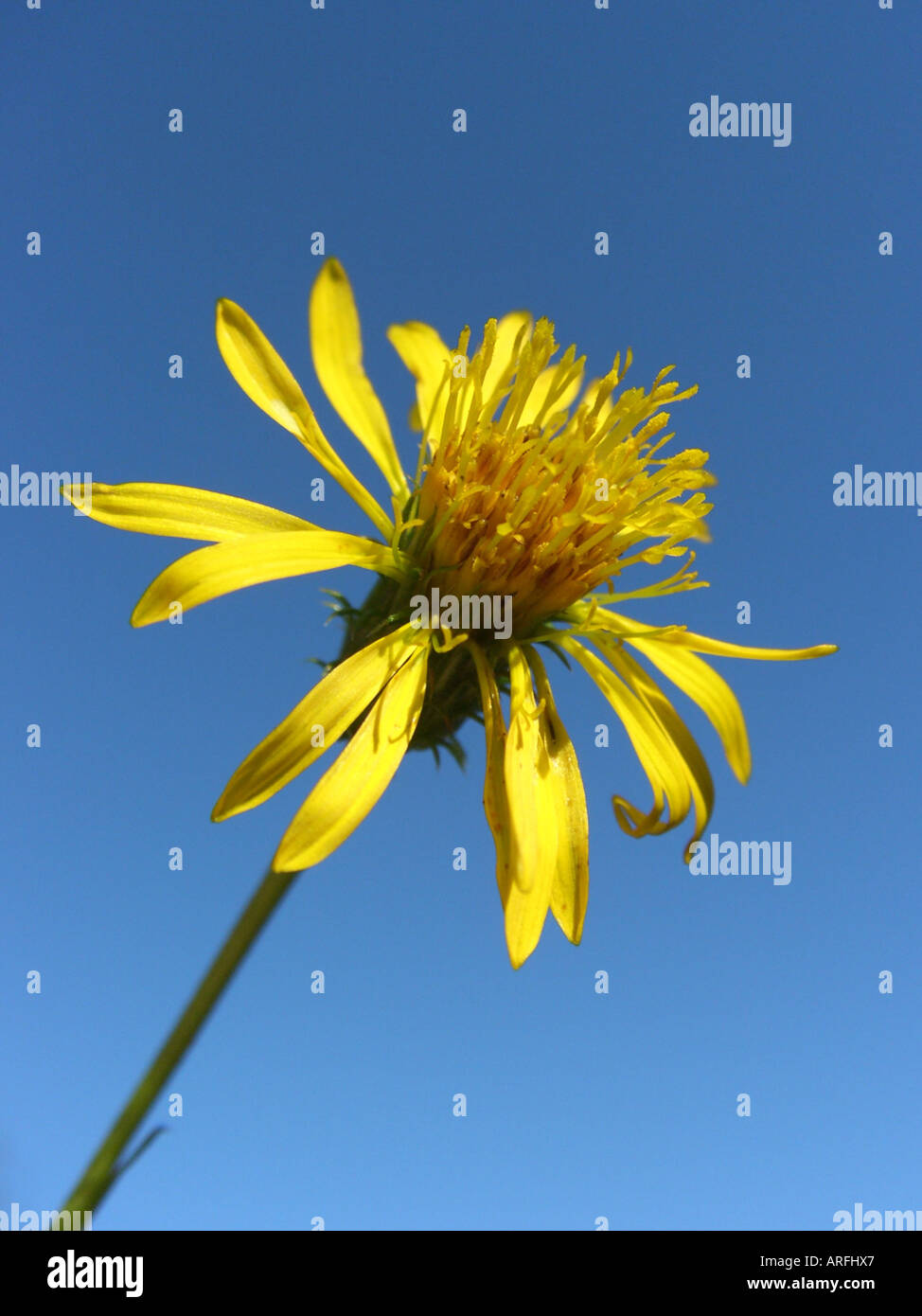 Haplopappus (Haplopappus glutinosus, Haplopappus coronopifolius), wild form, inflorescence against blue sky Stock Photo