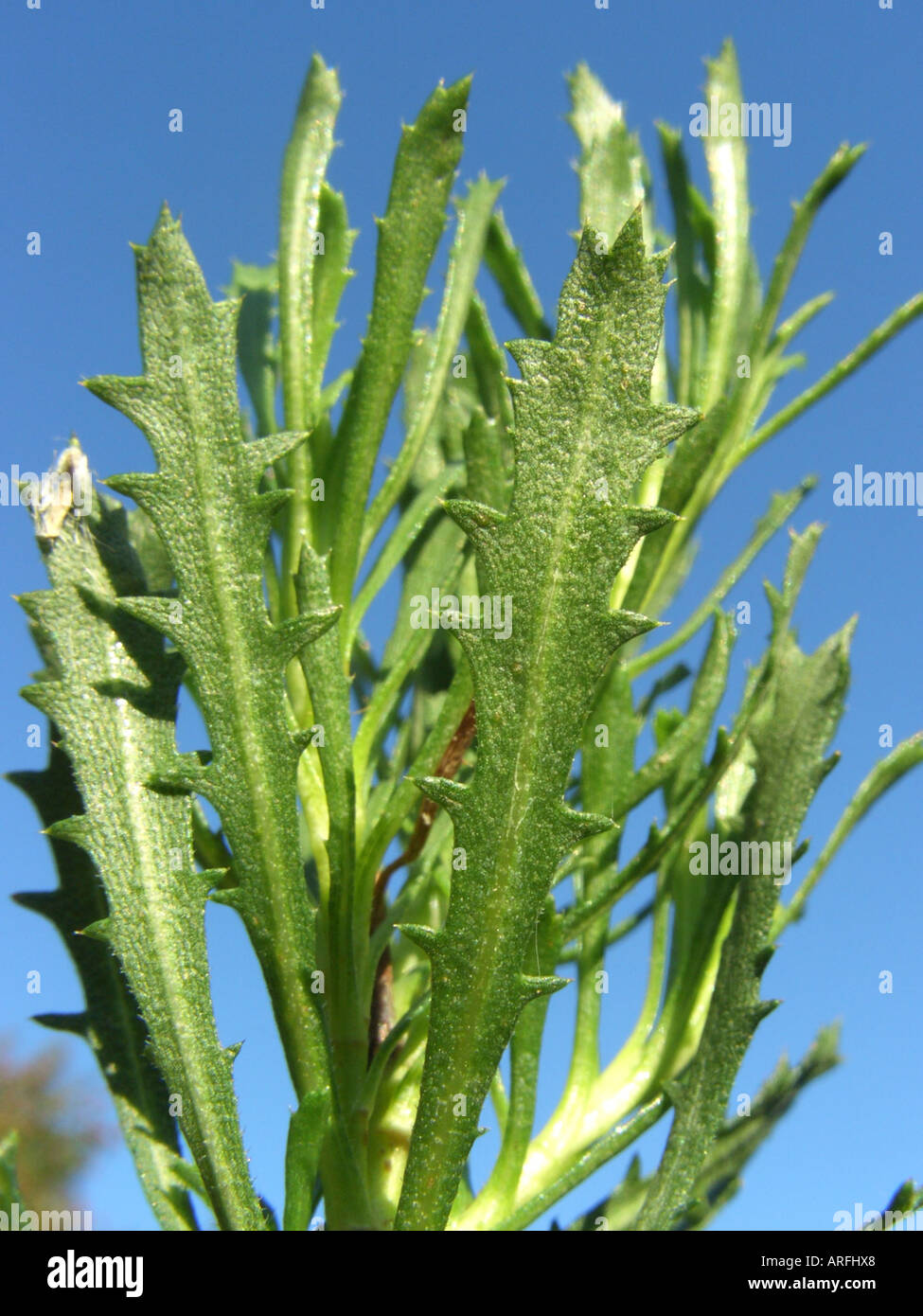 Haplopappus (Haplopappus glutinosus, Haplopappus coronopifolius), wild form, foliage against blue sky Stock Photo