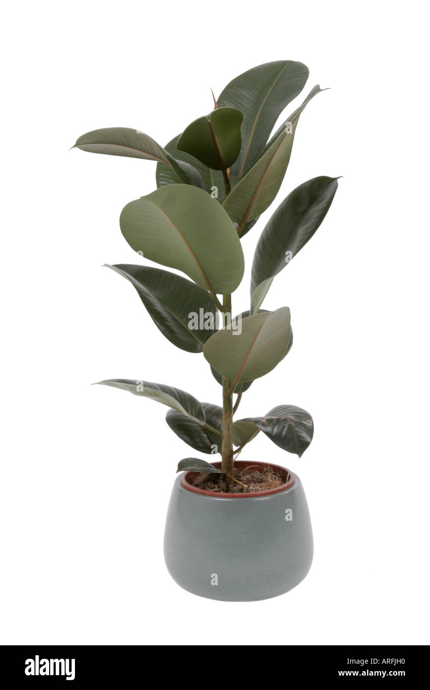 Indian Rubber Tree, Rubber Plant (Ficus elastica), potted plant Stock