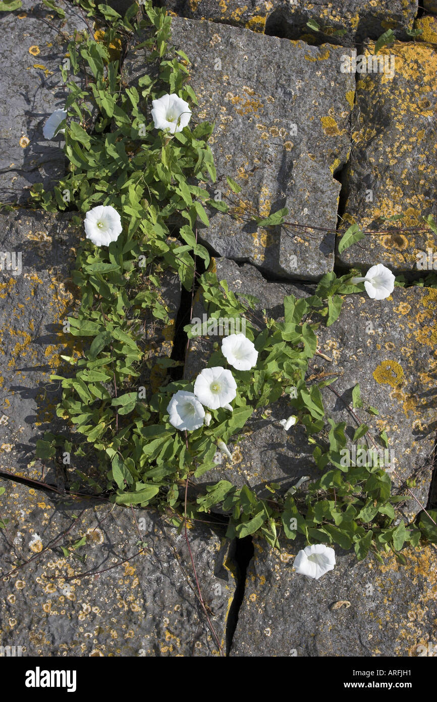 bindweed (Calystegia sepium), between cobbles, Netherlands, Breezand Stock Photo
