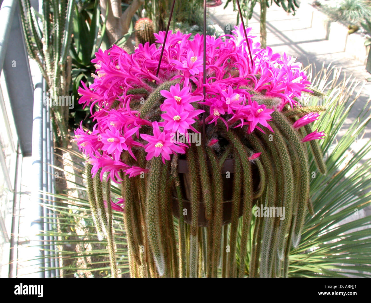 Rat's Tail Cactus, Rattail Cactus (Aporocactus flagelliformis), blooming Stock Photo