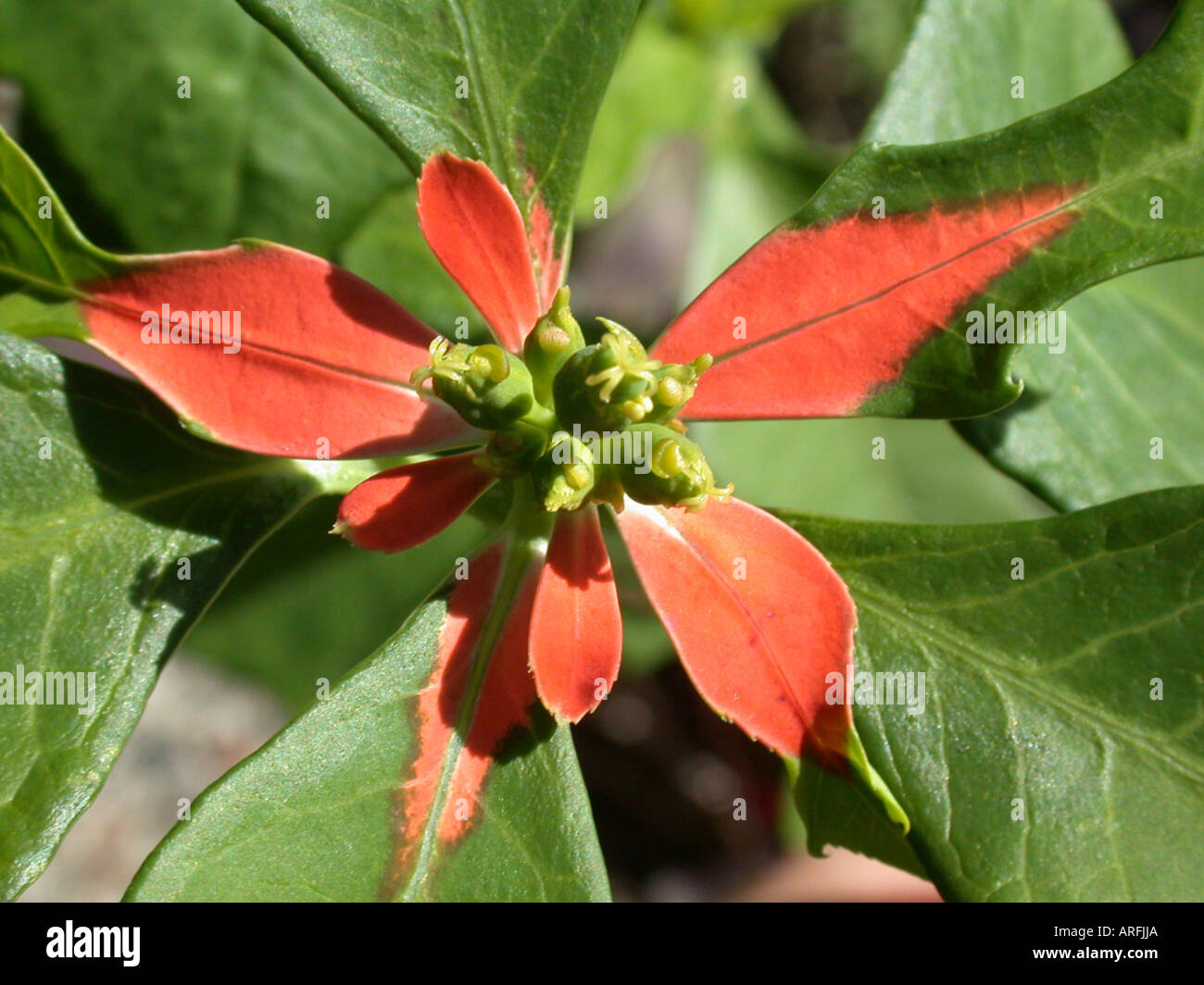 Mecian fireplant euphorbia heterophylla hi-res stock photography and