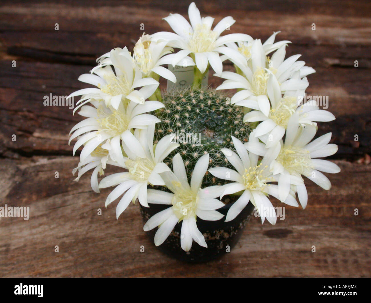 Rebutia albiflora (Rebutia albiflora), blooming Stock Photo