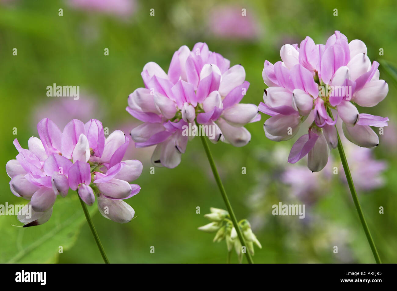 crown vetch, trailing crownvetch, common crown-vetch (Coronilla varia