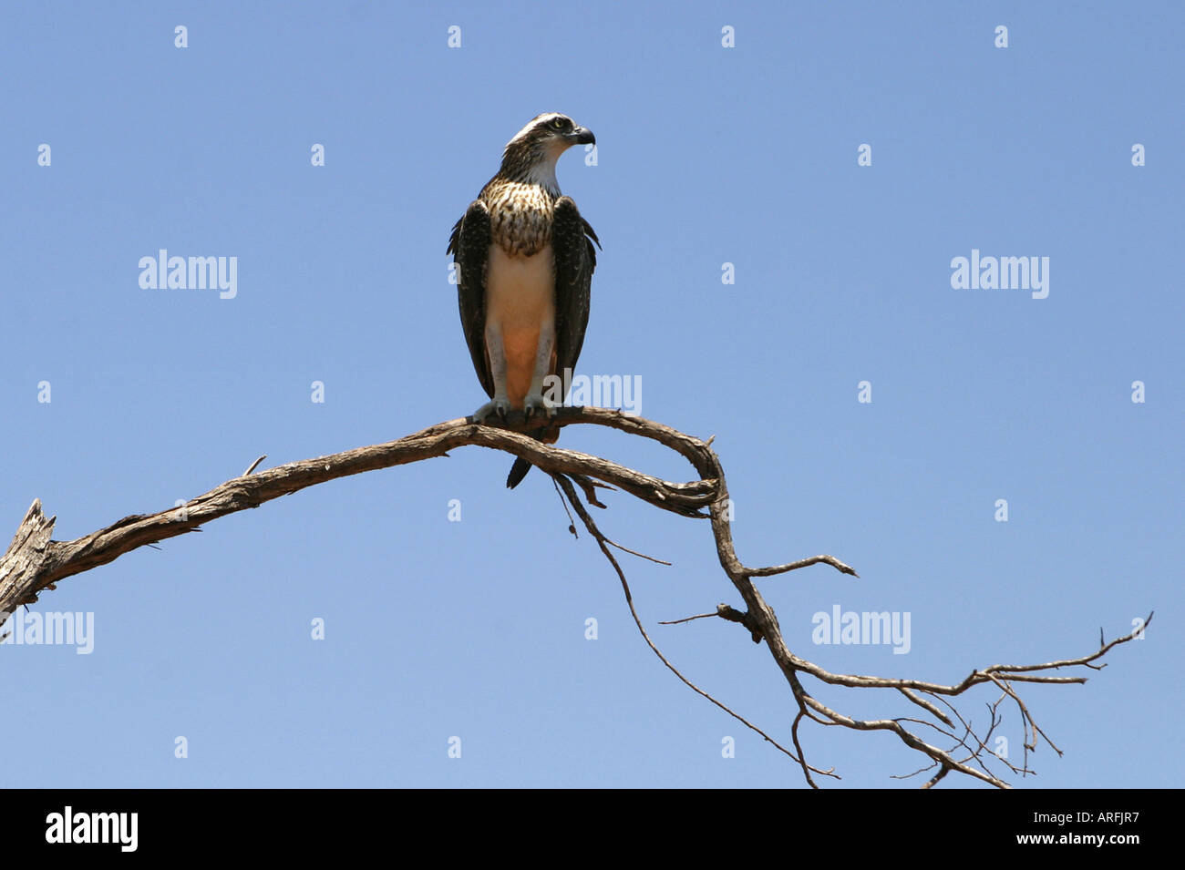 australian osprey (Pandion haliaetus cristatus), osprey on trunk, Australia, Western Australia, Kimberley Stock Photo