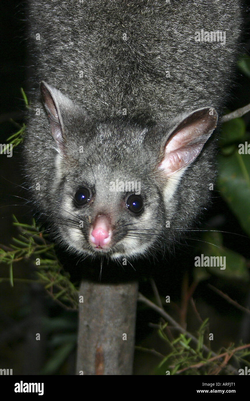 Cuscus marsupial possum in tree hires stock photography and images Alamy