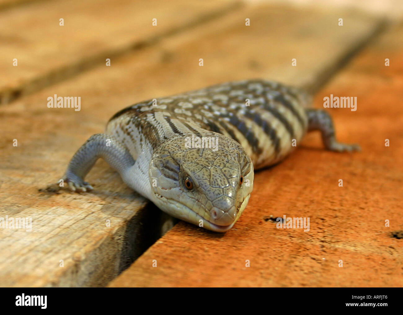 blue-tongued lizard, bluetongued lizard (Tiliqua occipitalis), blue-tongued lizard, Australia, Western Australia, Kimberley, Br Stock Photo