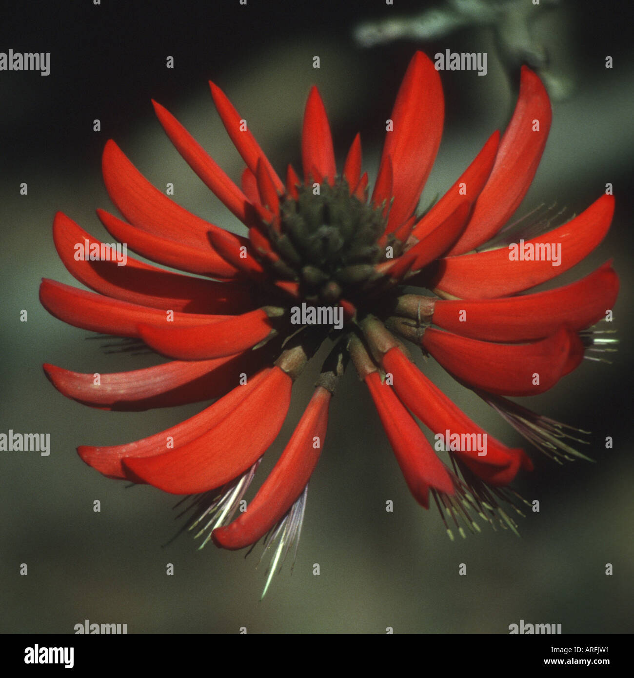 Flame Tree (Brachychiton acerifolium), Flame Tree Flower, Australia Stock Photo