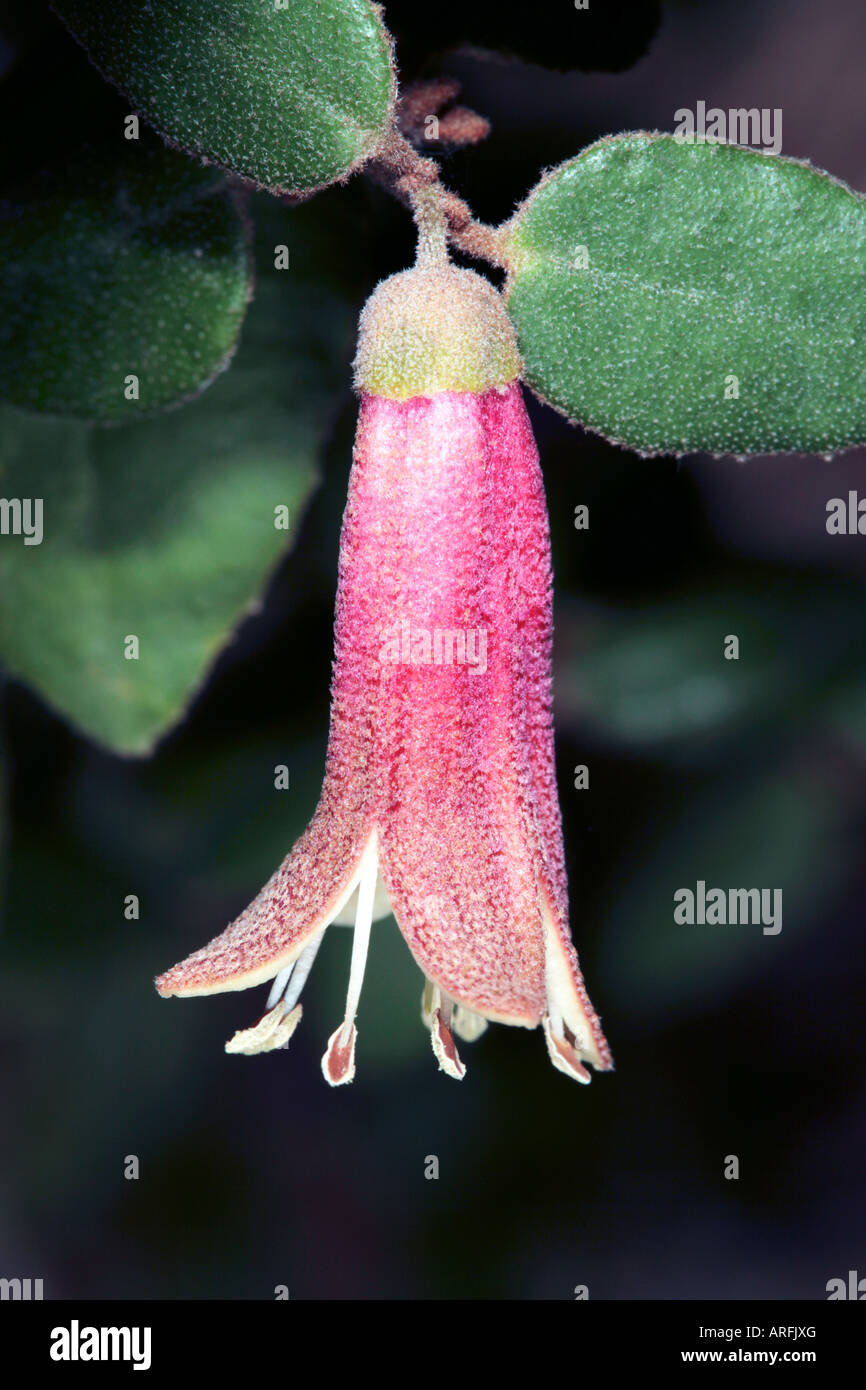 Correa pulchella- Native Fuchsia -Family Rutaceae Stock Photo