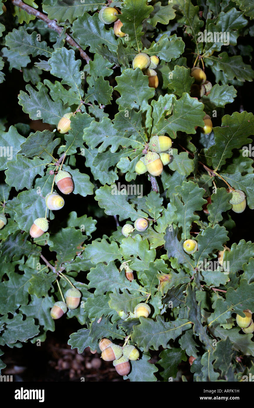 English Oak Tree with Acorns-Quercus robur-Family Fagaceae Stock Photo