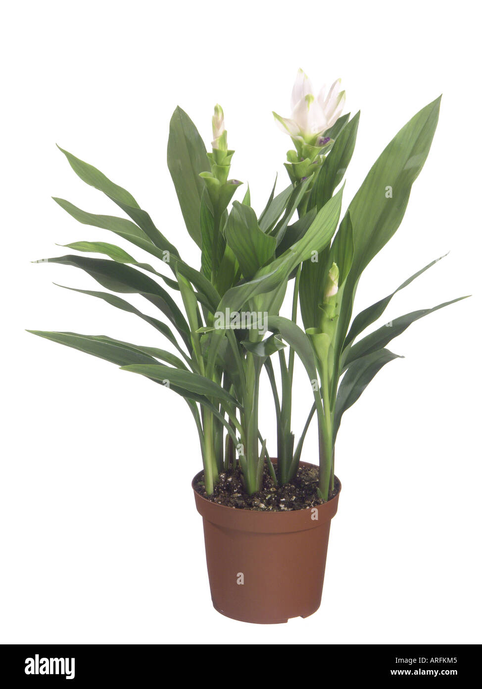 Siam Tulips (Curcuma alismatifolia, Curcuma zedoaria), potted plant, with white bracts Stock Photo