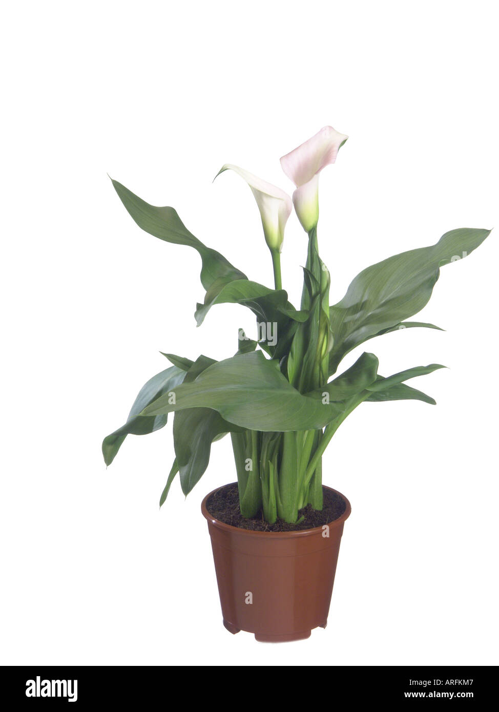 common calla lily, Jack in the pulpit, florist's calla, Egyptian lily, Arum Lily (Zantedeschia