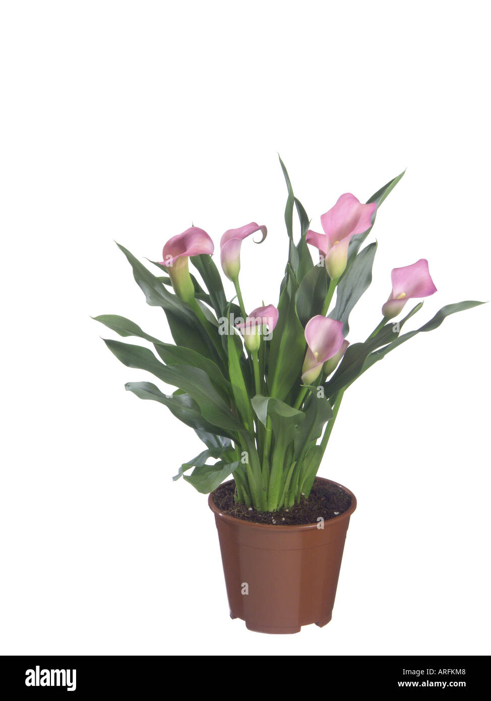 common calla lily, Jack in the pulpit, florist's calla, Egyptian lily, Arum Lily (Zantedeschia