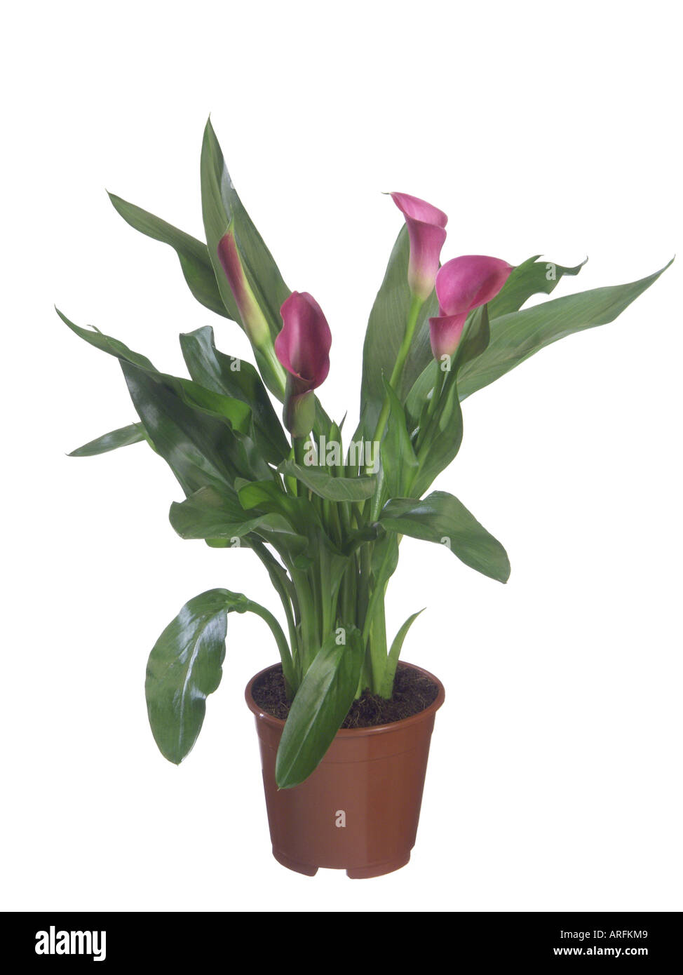 common calla lily, Jack in the pulpit, florist's calla, Egyptian lily, Arum Lily (Zantedeschia