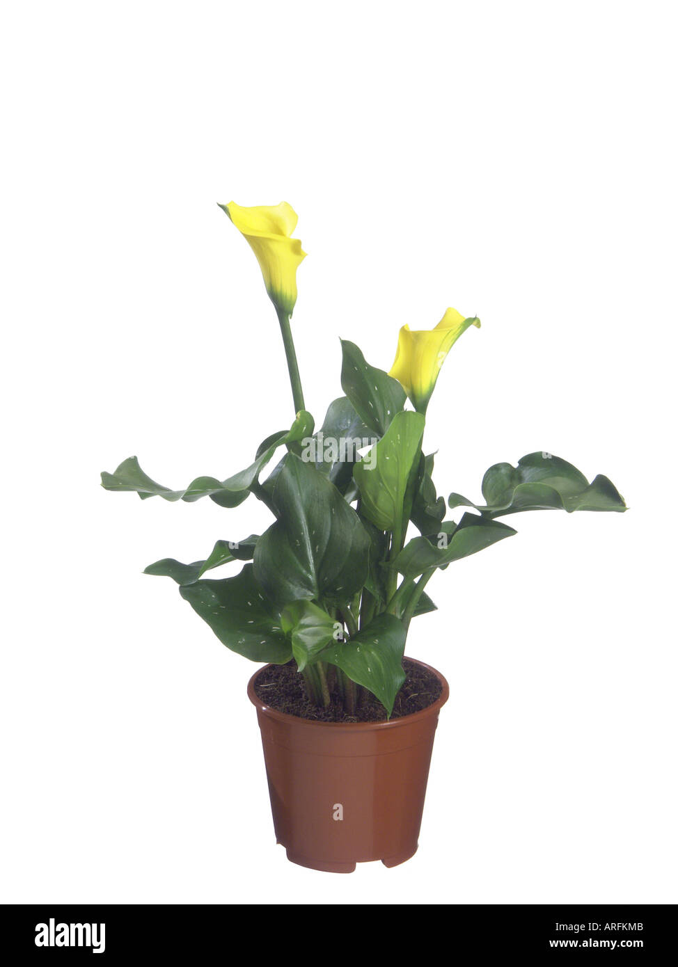 common calla lily, Jack in the pulpit, florist's calla, Egyptian lily, Arum Lily (Zantedeschia