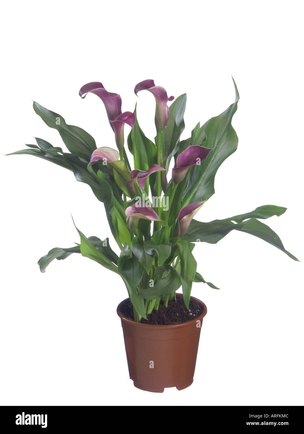 common calla lily, Jack in the pulpit, florist's calla, Egyptian lily, Arum Lily (Zantedeschia