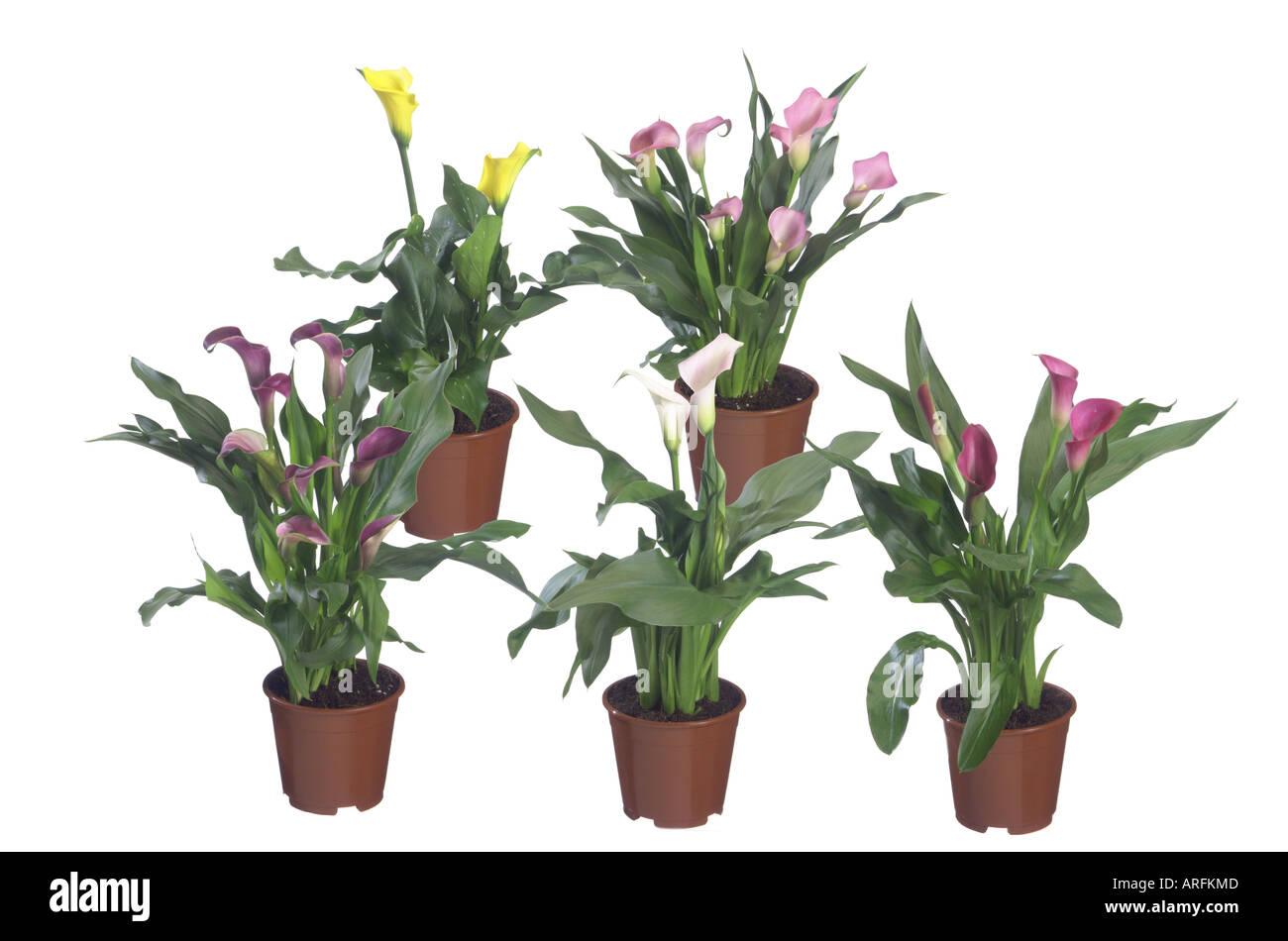 common calla lily, Jack in the pulpit, florist's calla, Egyptian lily, Arum Lily (Zantedeschia