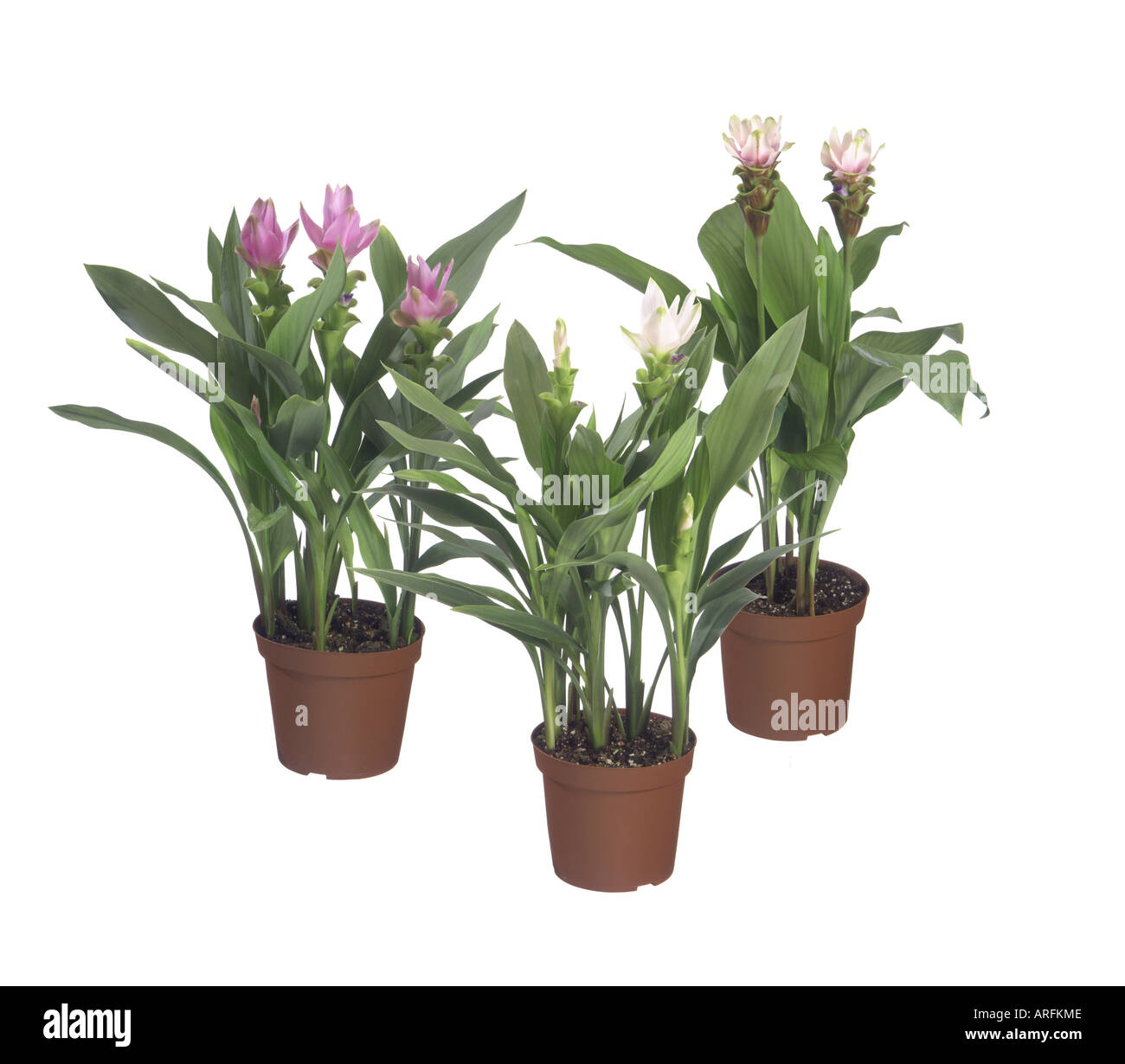 Siam Tulips (Curcuma alismatifolia, Curcuma zedoaria), potted plants, different cultivars Stock Photo