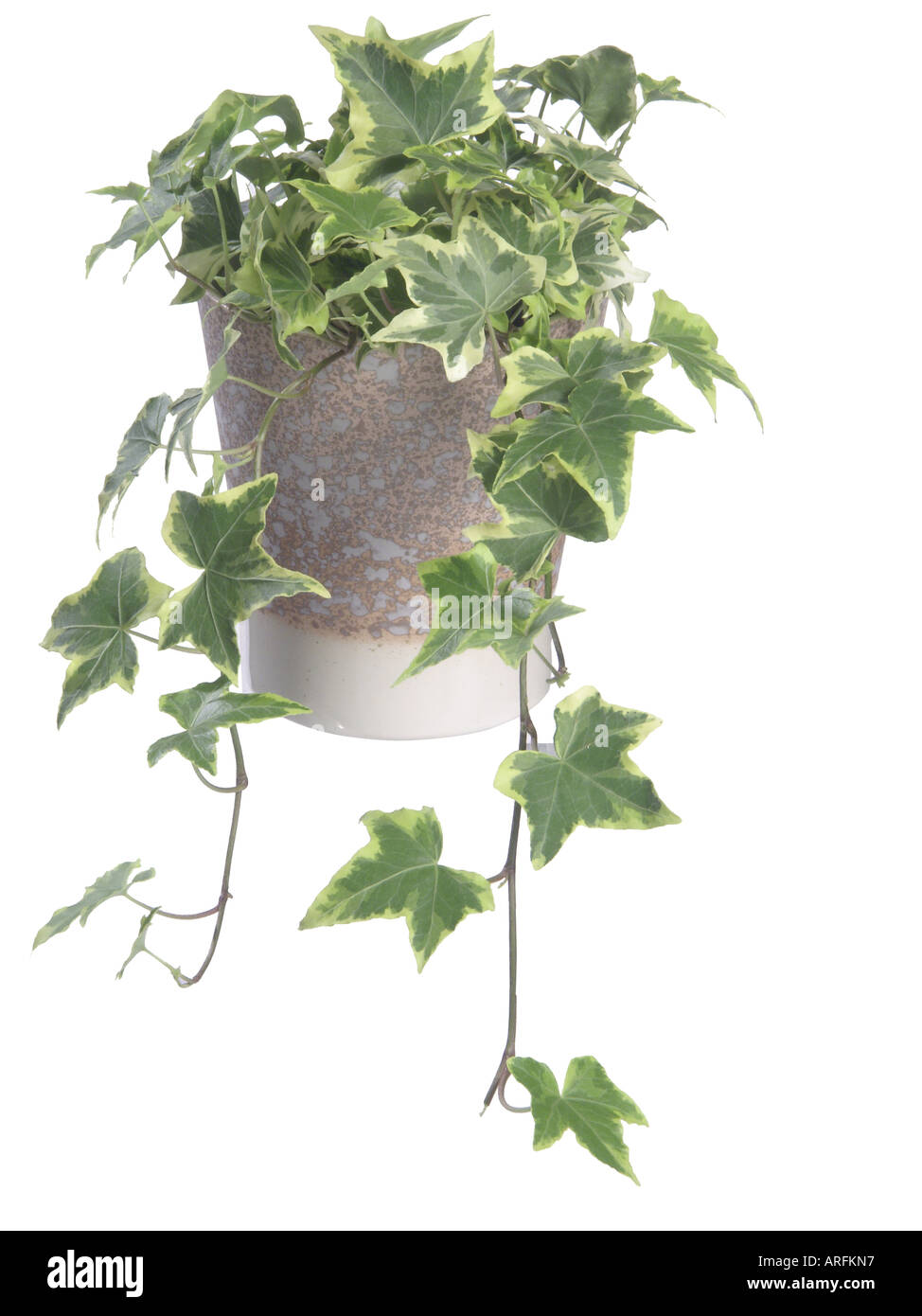 English ivy, common ivy (Hedera helix), white margined form Stock Photo
