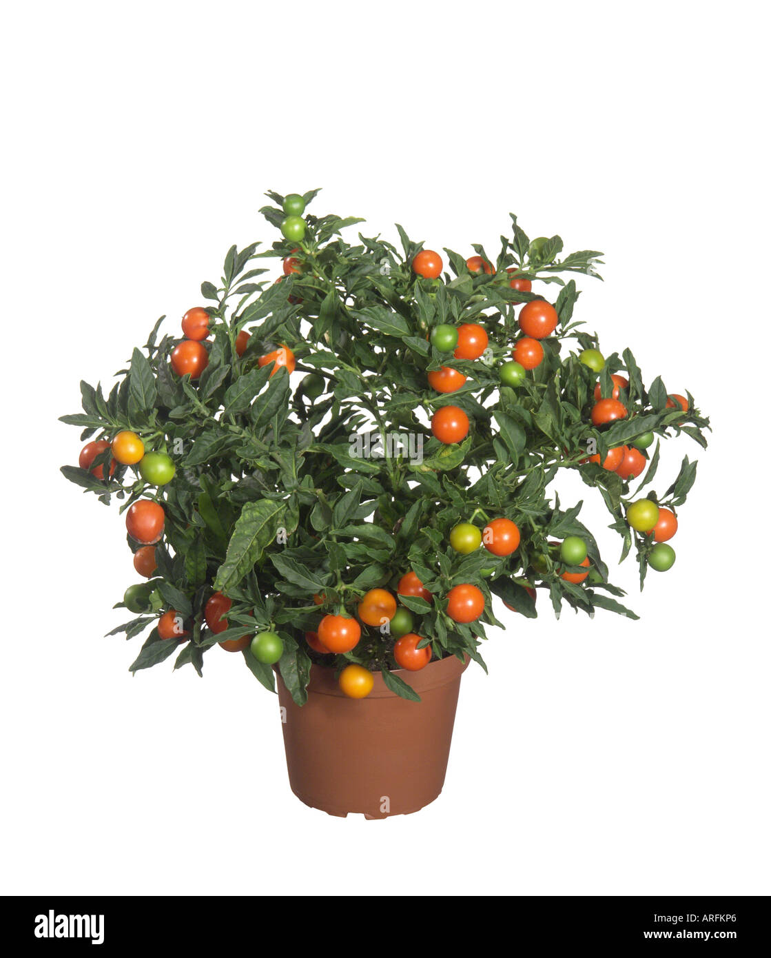 jerusalem cherry (Solanum pseudocapsicum, Solanum