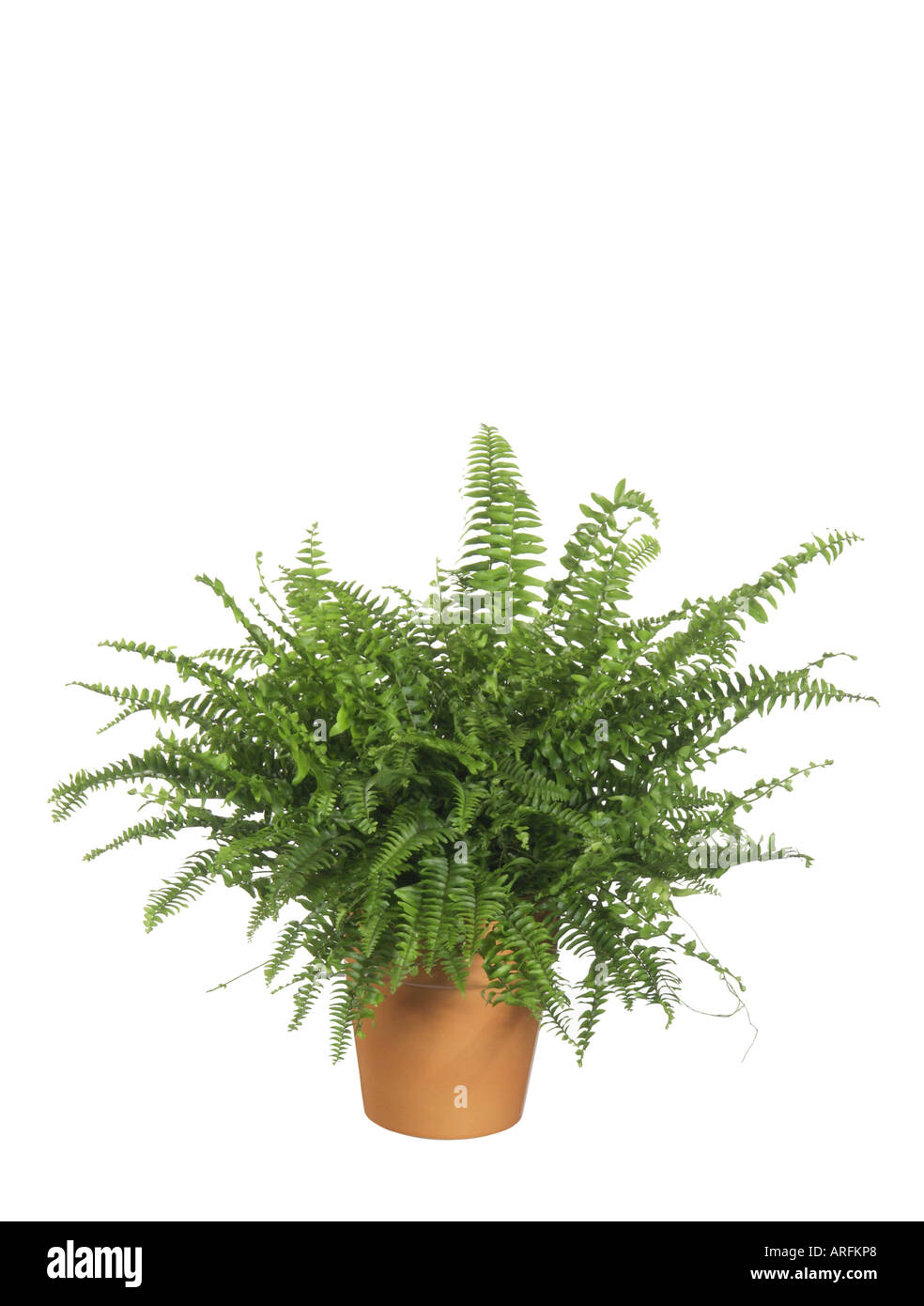 boston fern (Nephrolepis exaltata), potted plant Stock Photo