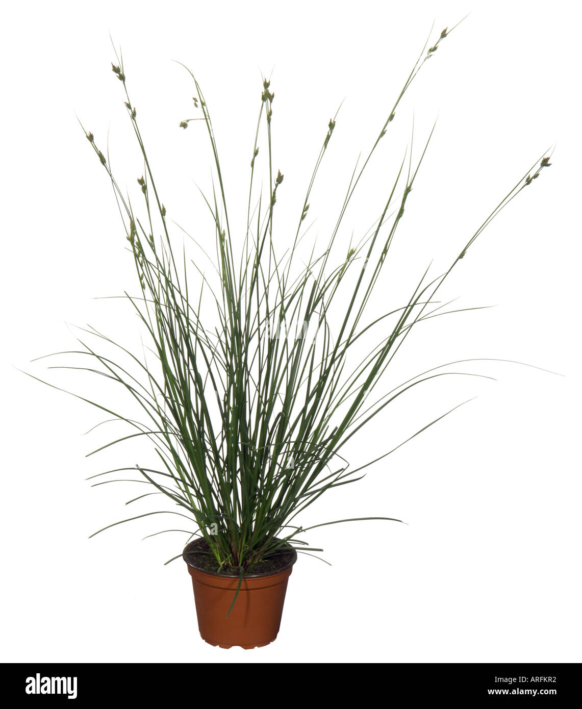 greater brown sedge (Carex brunnea), potted plant Stock Photo