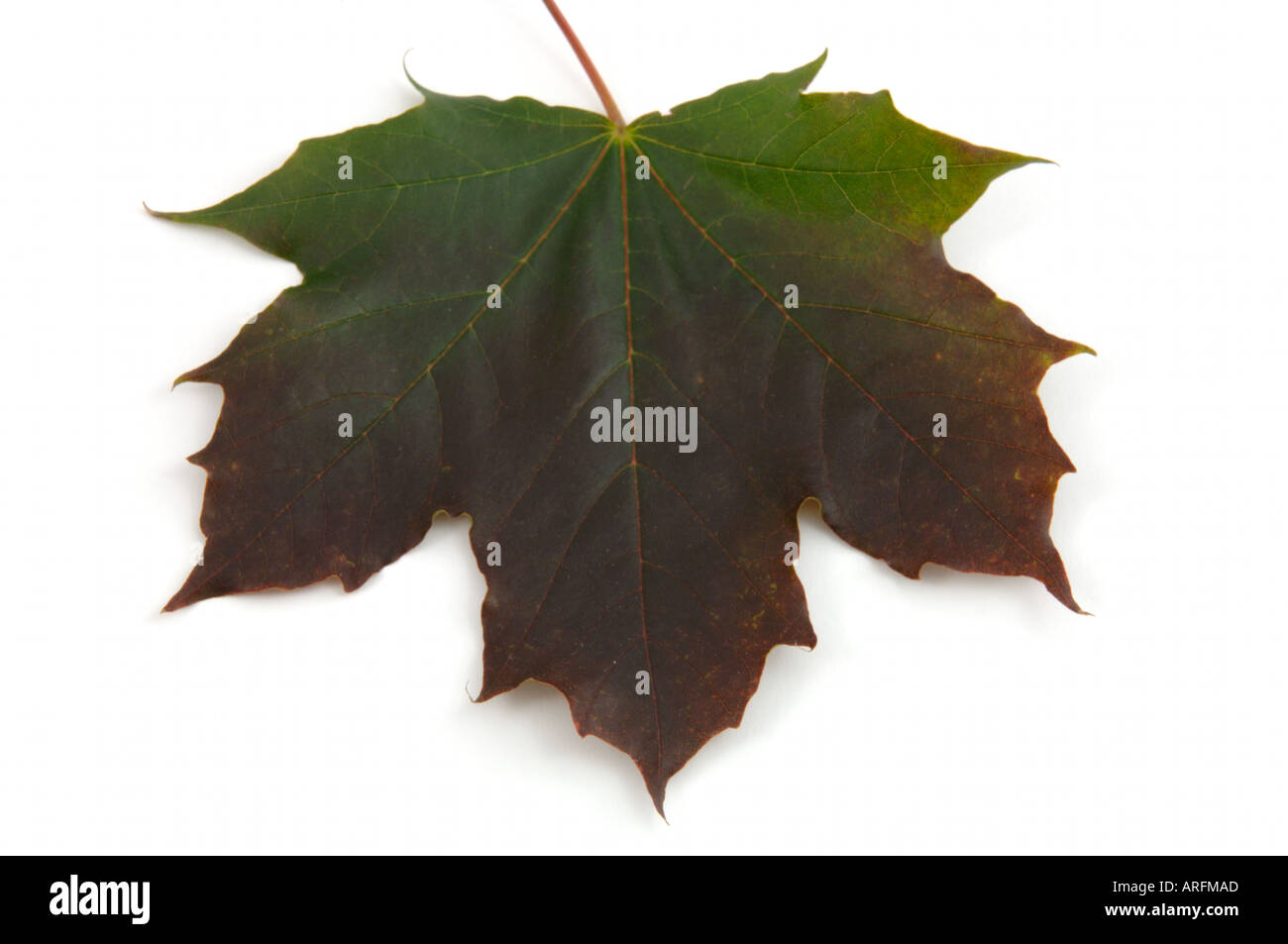 Green leaf of maple tree acer on white background Stock Photo - Alamy