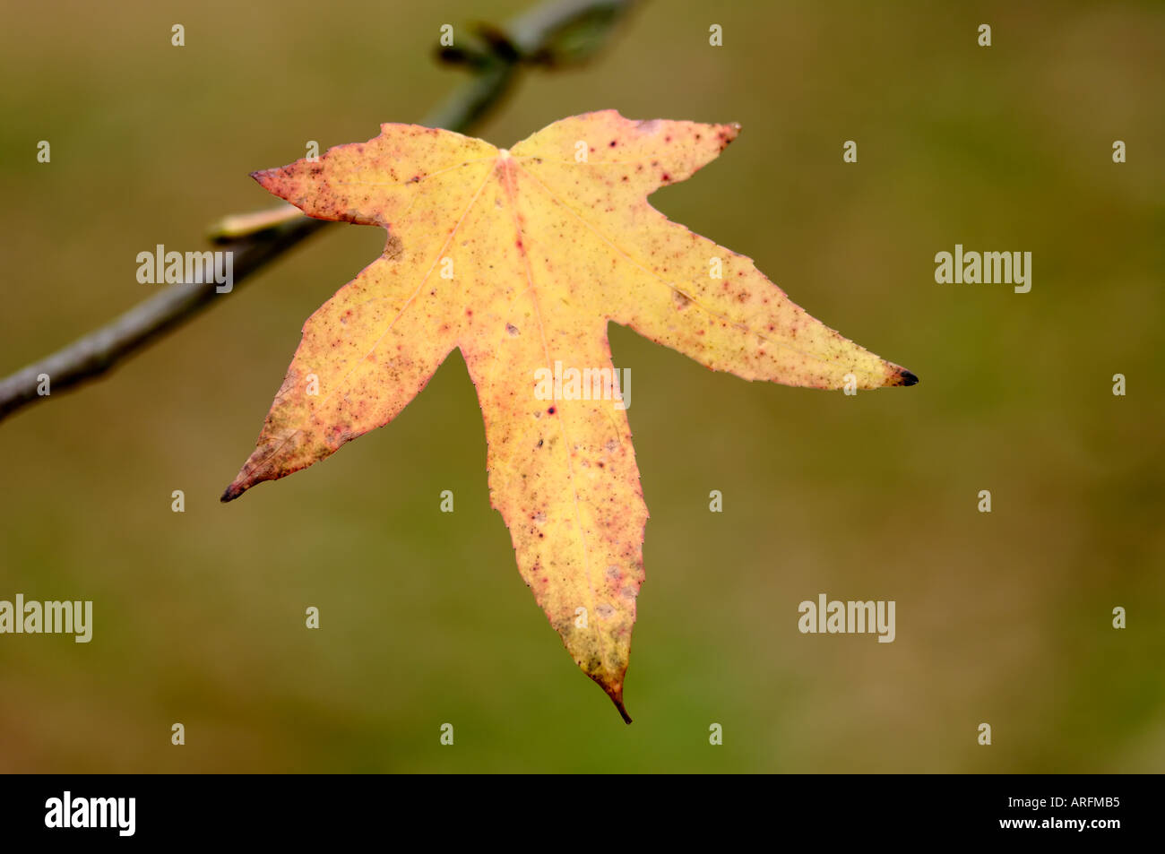 A single yellow leaf of Cultivated variety of Liquidambar styraciflua