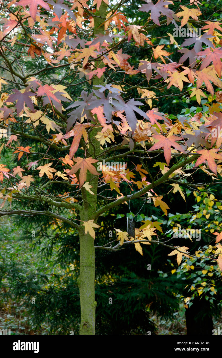 Liquidambar styraciflua worplesdon hires stock photography and images