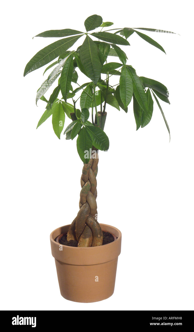 Provision Tree (Pachira aquatica), potted plant Stock Photo